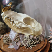 Fox Skull in dome