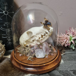 Fox Skull in dome