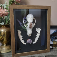 Fox Skull shadow box