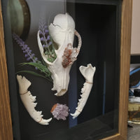 Fox Skull shadow box