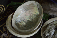 Abalone Shell - large