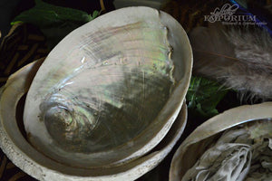 abalone shells smudging supplies lylliths emporium australia