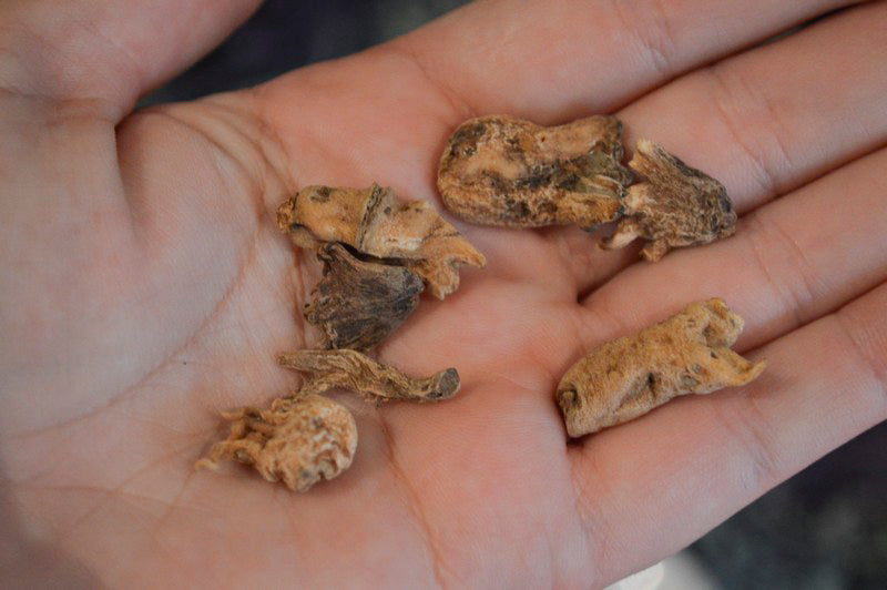 Lucky Hand Root (each)| Lylliths' Emporium