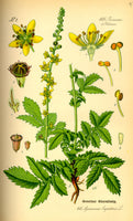 Agrimony