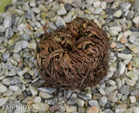Rose of Jericho - resurrection plant