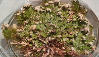 Rose of Jericho