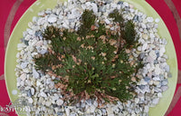 Rose of Jericho - Australia