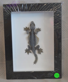 Flying Gecko
