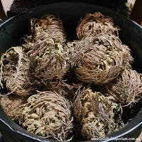 Rose of Jericho