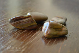 Petrified Wood - tumbled stones