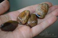 Petrified Wood - tumbled stones