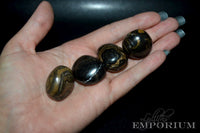 Stromatolite - Tumbled Stones